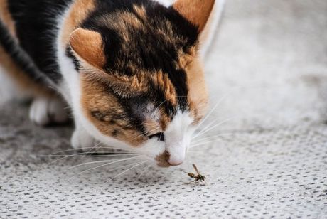 Mačka i ubodi pčele i ose