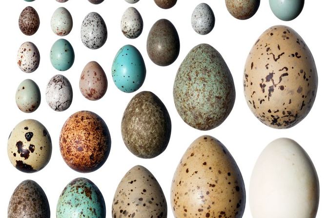 Jaja oblici, boje i veličine