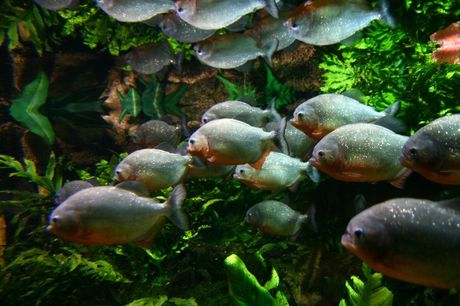 Pirane u akvarijumu