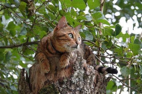 Najzdravije rase mačaka