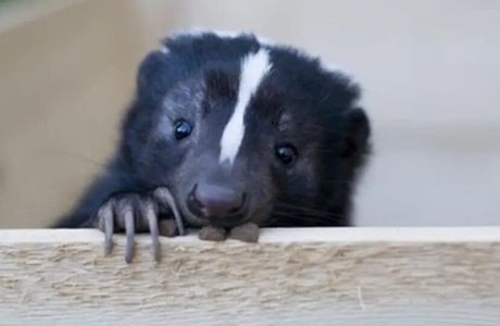 Tvor kućni ljubimac