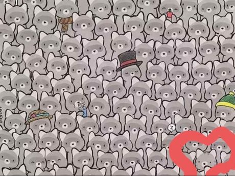 Skrivalica mačka među rakunima