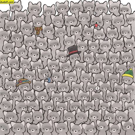 Skrivalica rakuni, mačka