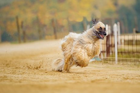 Najskuplje rase pasa na svetu