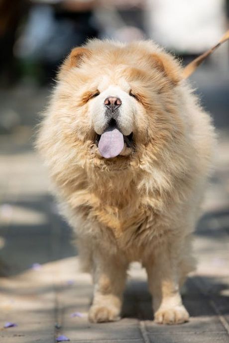 Nasjkuplje rase pasa na svetu