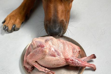 Pas i sirova piletina