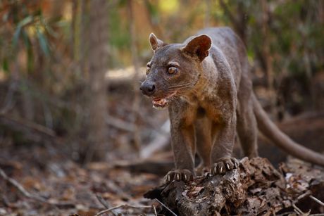 Fosa, fossa