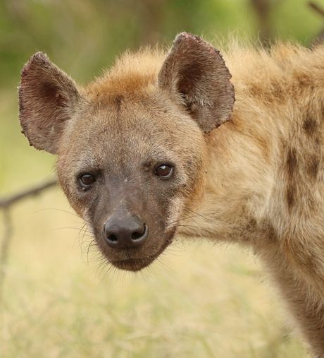 Međunarodni dan poštovanja hijena 27. april
