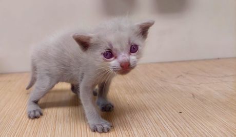 Najređe boje mačijeg krzna