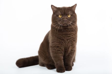 Najređe boje mačijeg krzna