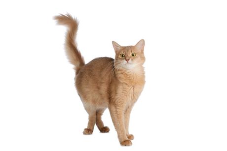 Najređe boje mačijeg krzna