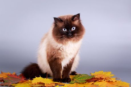 Najređe boje mačijeg krzna