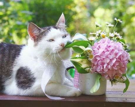 Mačka i toksična hortenzija