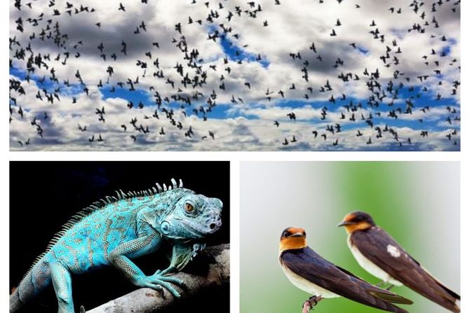 Svetski dan plave iguane i ptica selica