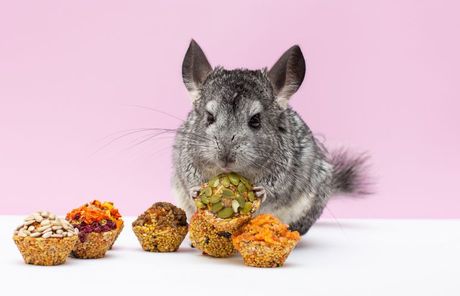 Činčila kućni ljubimac