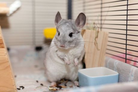 Činčila kućni ljubimac