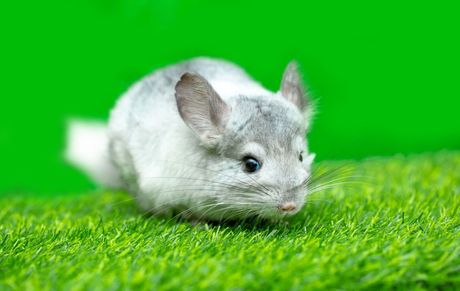 Činčila kućni ljubimac