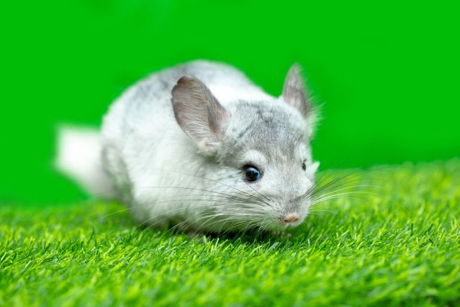 Činčila kućni ljubimac