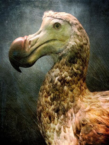Izumrla ptica dodo