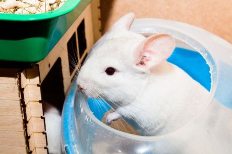 Činčila kupanje prašinom