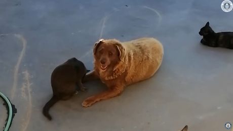 Bobi najstariji pas na svetu