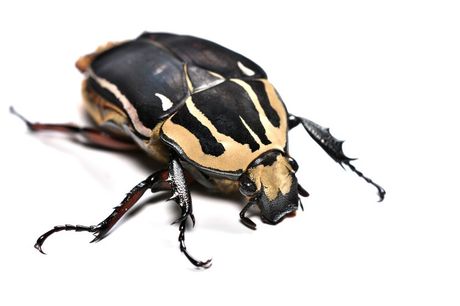 Crna internet mreža - ilegalna prodavnica divljih životinja