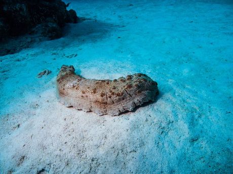 Crna internet mreža - ilegalna prodavnica divljih životinja