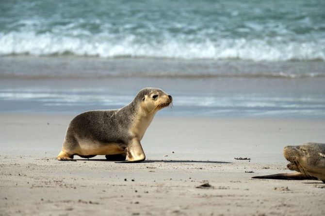 Svetski dan morskih lavova 30. maj