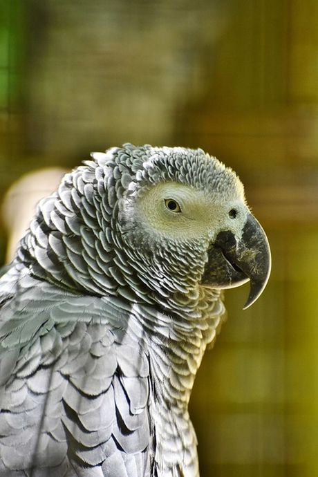 Svetski dan papagaja 31. maj