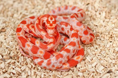 Najpopularnije ružičaste zmije u teraristici