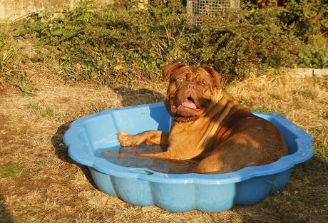 Mogu li svi psi da plivaju