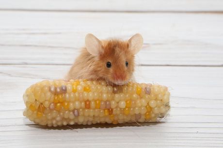 Miševi i varijeteti dlake