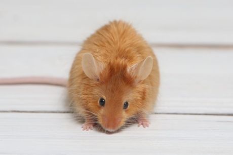 Miševi i varijeteti dlake