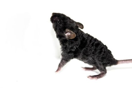 Miševi i varijeteti dlake