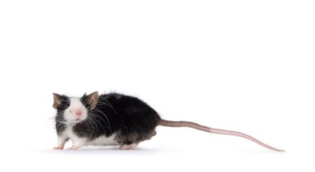 Miševi i varijeteti dlake