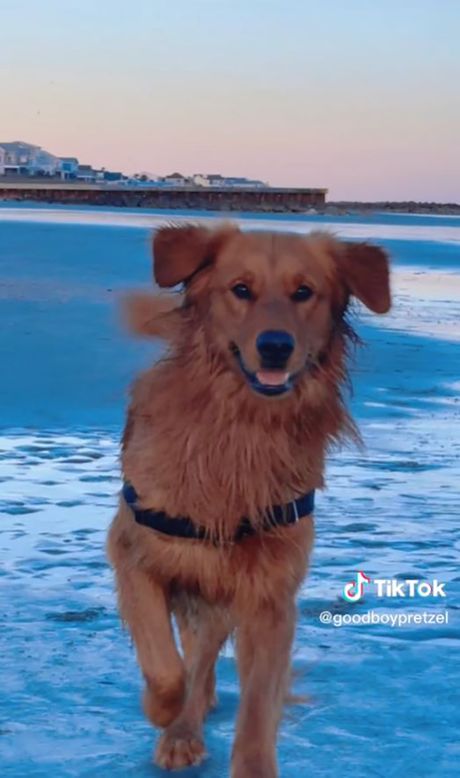 Zlatni retriver Pretzel