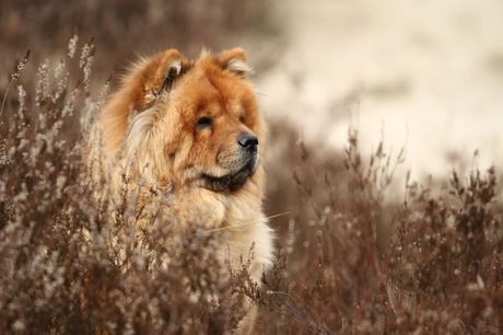 Horoskopski znak vlasnika i izbor psa