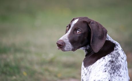Horoskopski znak vlasnika i izbor psa