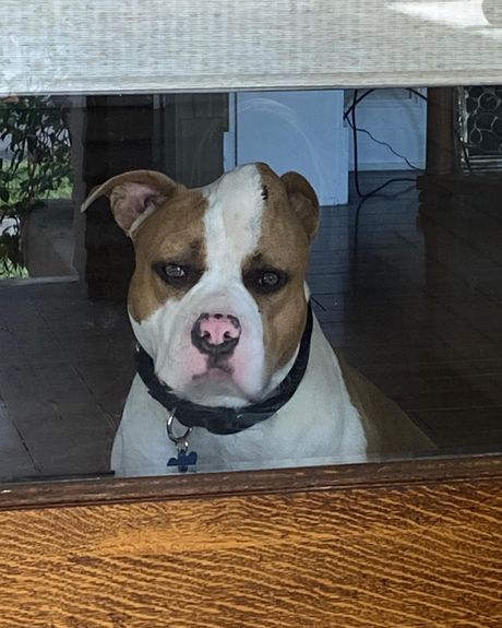 Pas Stroberi (Jagoda) poznat i kao Jednorog