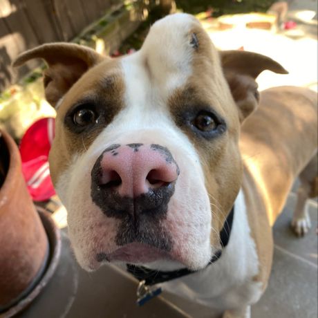 Pas Stroberi (Jagoda) poznat i kao Jednorog