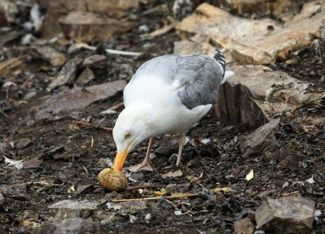 Zašto neke ptice jedu jaja