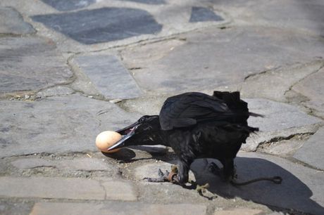 Zašto neke ptice jedu jaja