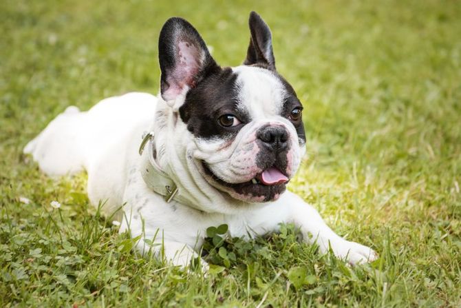 Francuski buldog