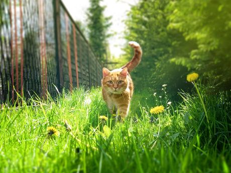 Mačka bežanje iz doma