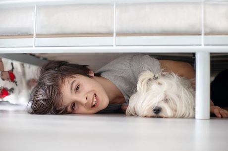 Pas skrivanje ispod kreveta