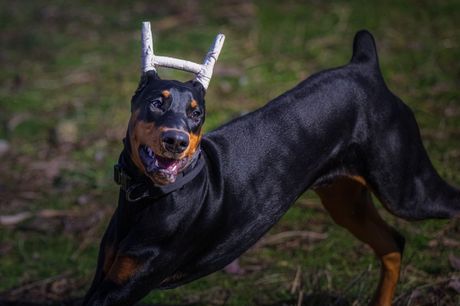 Pas ispravljanje ušiju