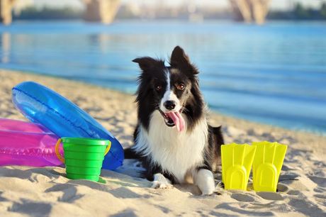 Pas i opasnosti na plaži