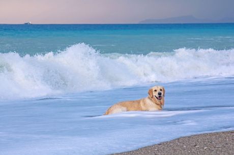 Pas i opasnosti na plaži