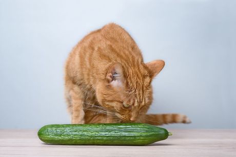 Sladoled od krastavca