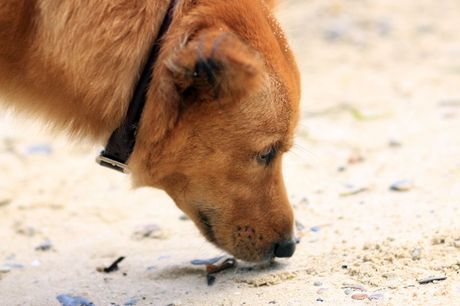 Pas i opasnosti na plaži